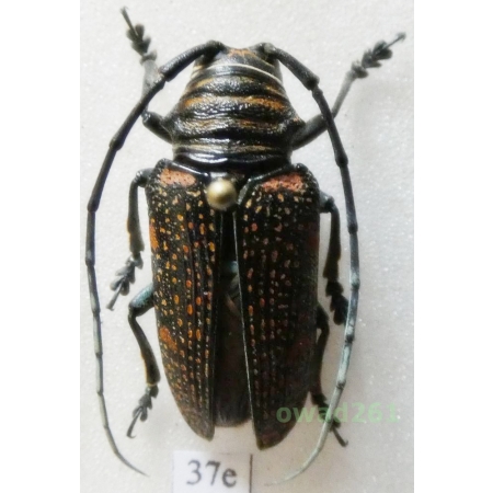 Zographus regalis cuprea Allard, 1993 female 29mm Zambia37e